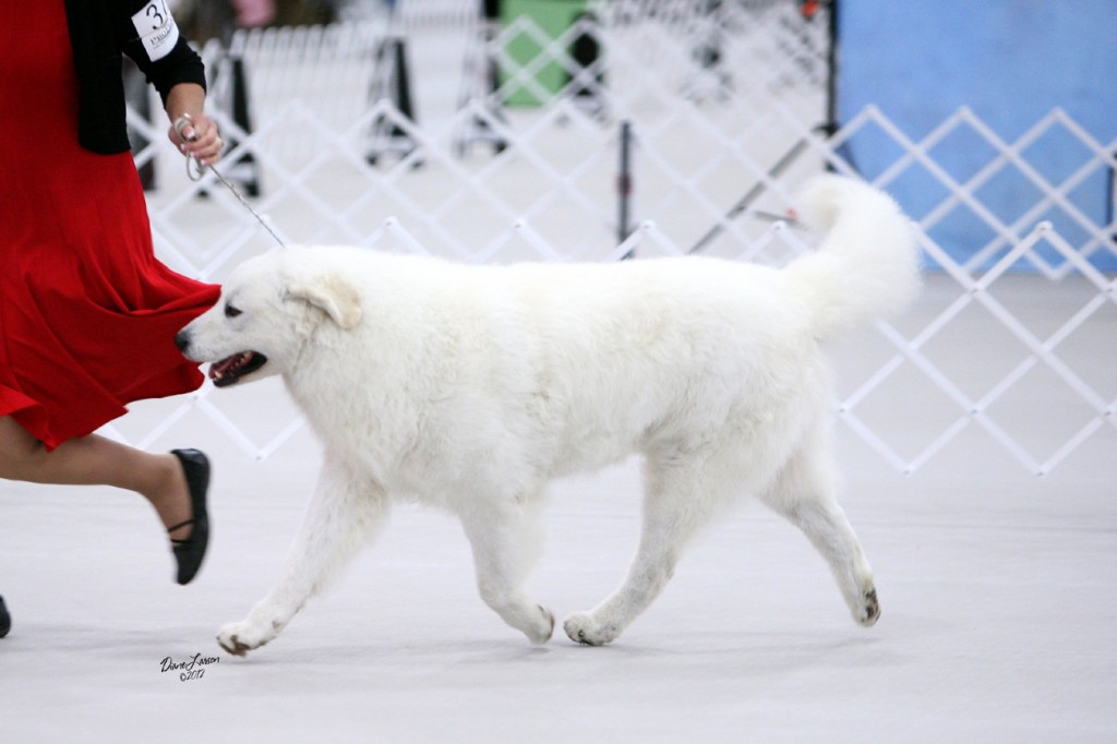 2012 Kuvasz National Specialty. Attila was awarded Grand Select by Judge Barbara Alderman.