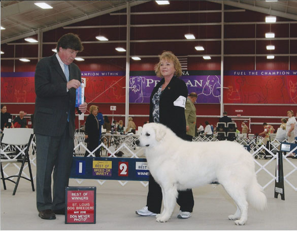 Bleu took Winners Dog and Best of Winners (Owner shown) at the 2012 KCA Specialty Show Weekend on 05/04/12. St Louis Dog Breeders Association.  Judge: Mr Charles L. Olvis 