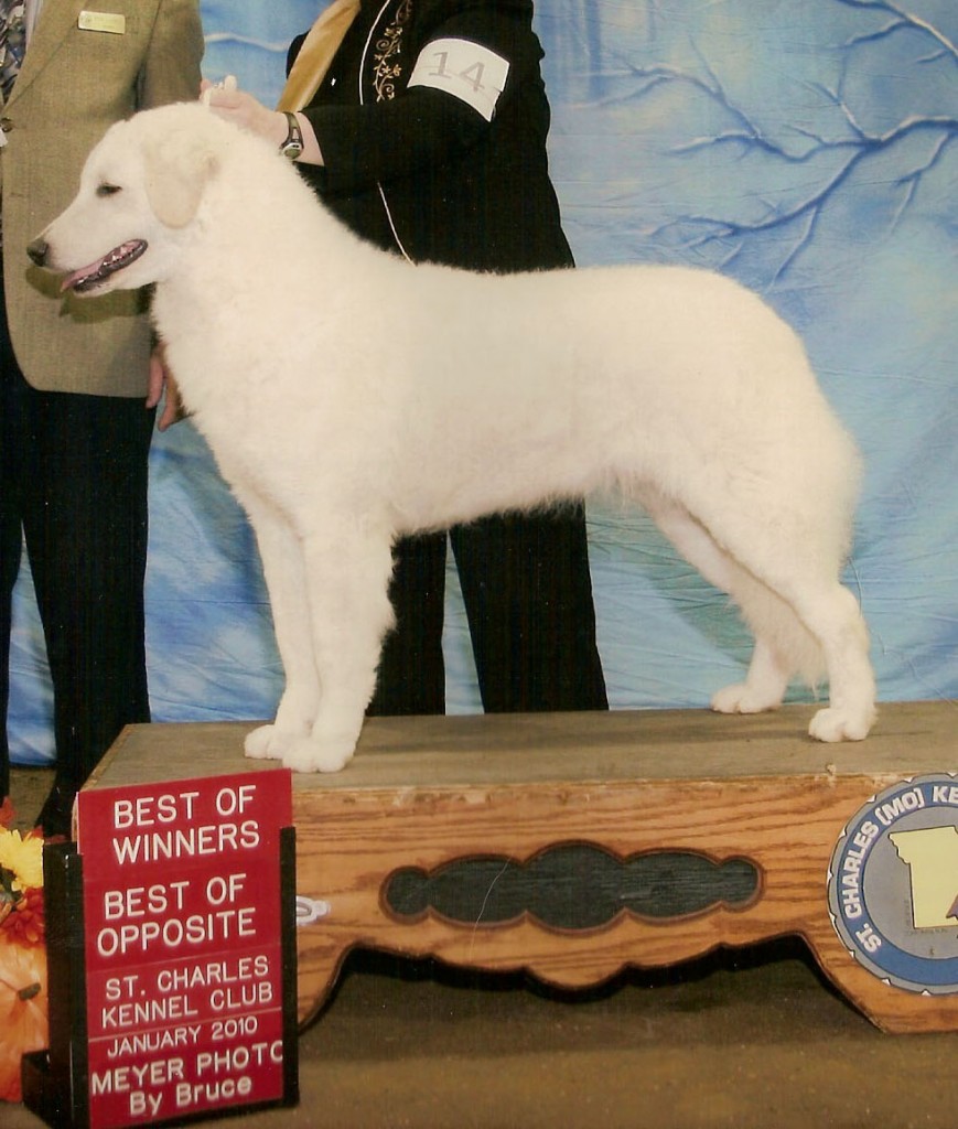 Best of Winners/ Best of Opposite. St. Charles K.C. Jan 2012 (photo by Bruce.)