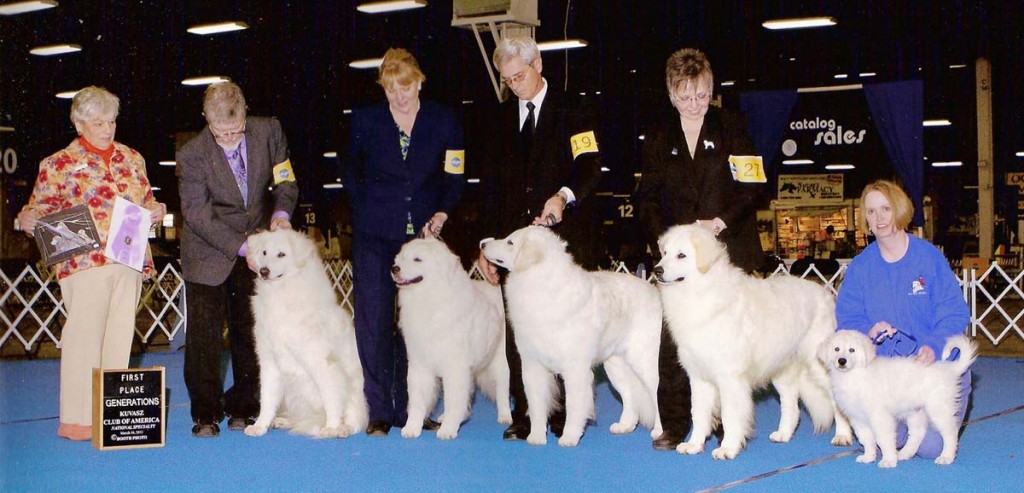 Champion Double Ring Leading Lady (Sophia) and 4 generations of offspring take First place at the 2011 KCA Generations class