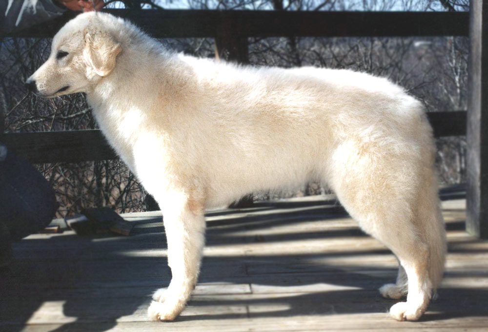 Maya, shown here out of coat.