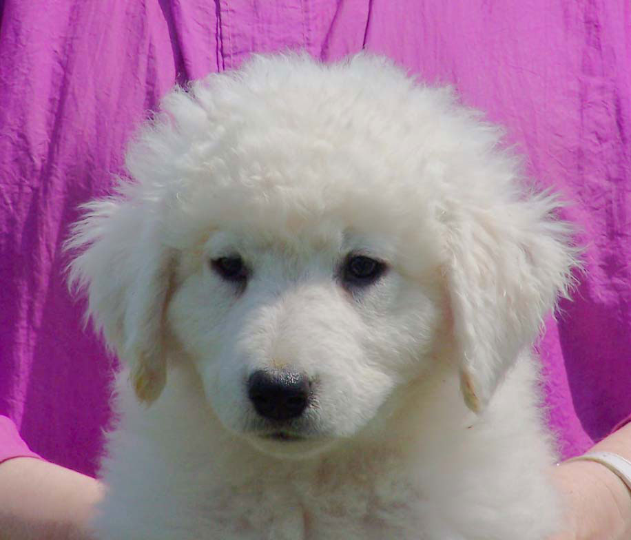 upcoming-litters-kuvasz-puppies