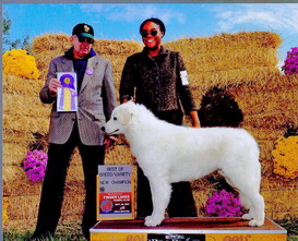 New Champion, Ziba, (shown above) handled by proud owner, Tanya Keyhani.