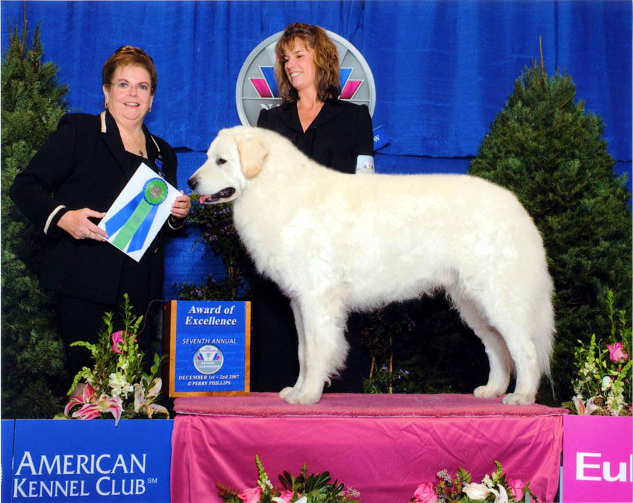 Attila, shown above, winning an Award of Excellence at the 2007 AKC Eukanuba National Championship in Long Beach, CA, on December 2, 2007. Judge: Mrs. Catherine Bell. Handled by Ms. Theresa Royer.