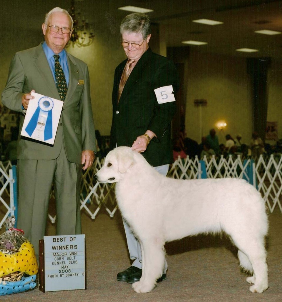 Best of Winners MAJOR - Corn Belt  K.C. May 2008 (photo by Downey)