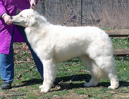 Bunny her Kuvasz puppy picture.