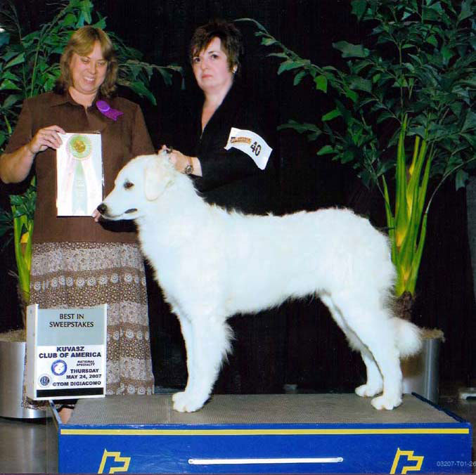 Best in Sweepstakes - 2007 KCA Specialty Show. (May 24, 200&) Owner / Handled by Kathy Ringering. (Photo by Tom DiGiacomo)