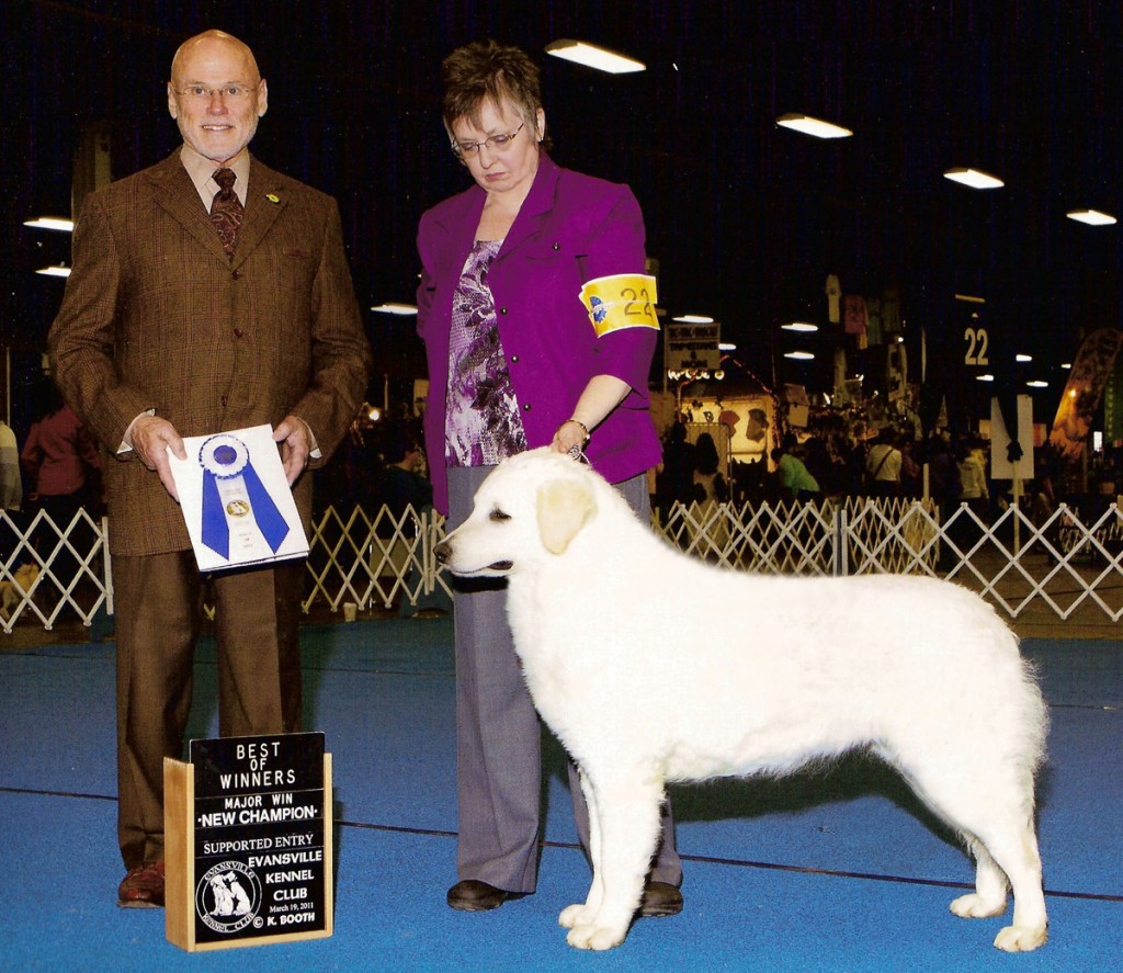 Champion Budagyongye Diamonds R Forever, aka Carat, winning a 5-point Major under judge Edd Bivin during the prestigious 2011 Kuvasz Club of America Specialty weekend show in Louisville, KY. (Best of Winners. Evansville KC, March 19, 2011)