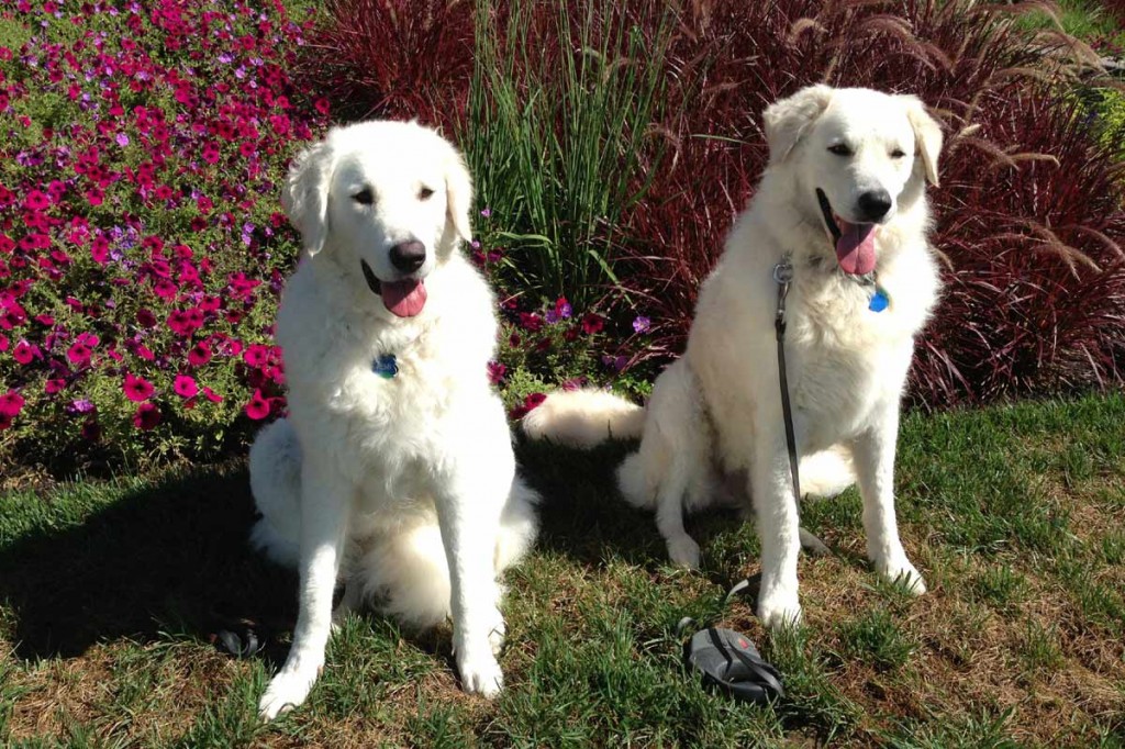 Cezar and his buddy Remi looking "pretty" by the garden.