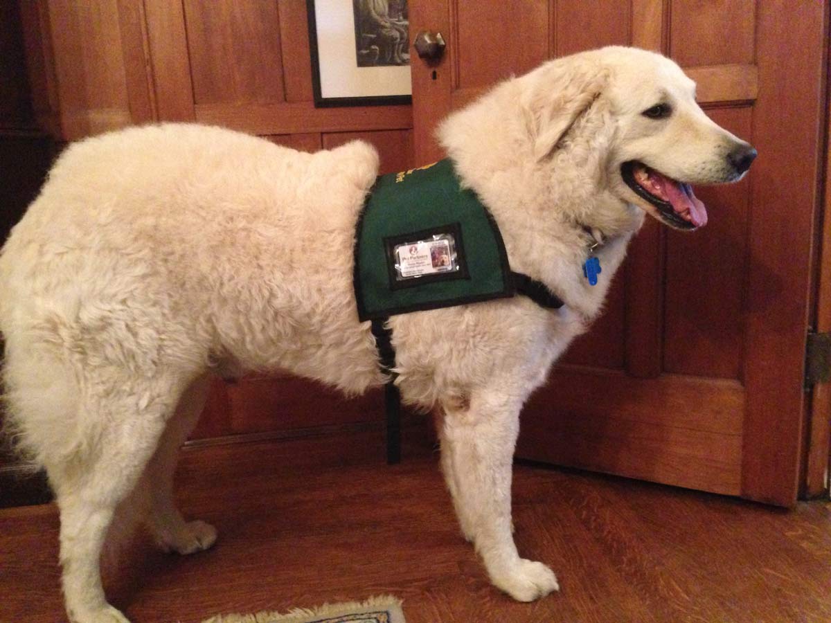 Cezár- handsome in his service dog vest!