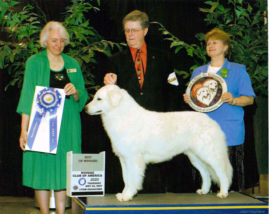Winners Bitch and Best of Winners at the 2007 Kuvasz Club of America National Specialty show, Hampton, VA. Judge Linda Lloyd. (May 24, 2007) (Photo by Tom DiGiacomo.)