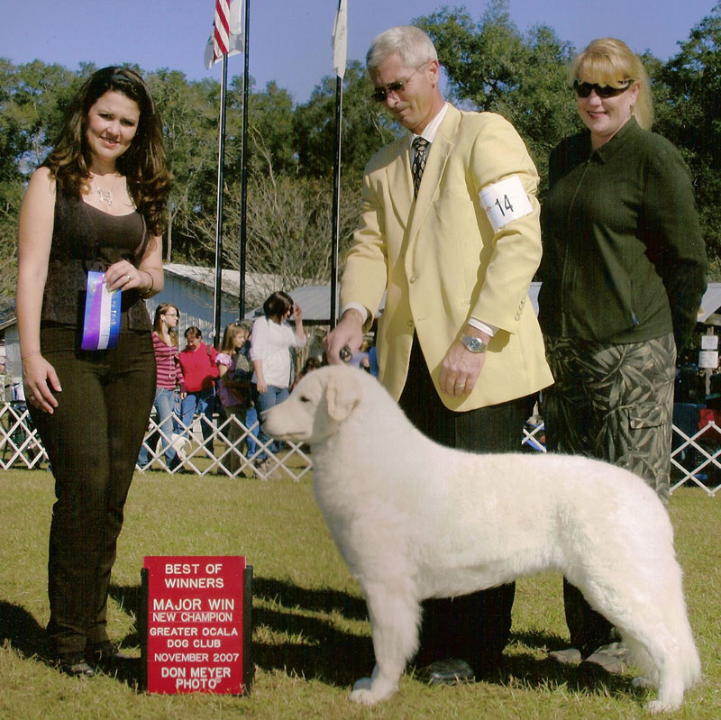 "Crystal"  finishing her championship under an International Judge, Ms. Edna Gonzalez! (Photo by Don Meyer.) 