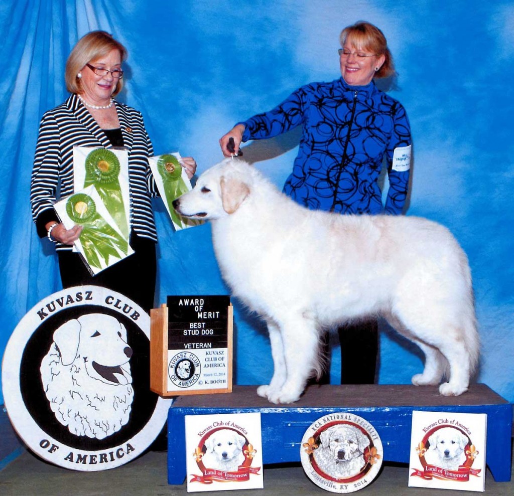 Best Stud Dog - Award of Merit - 2014 - KCA Specialty Show (March 12, 2014) Shown here owner/handled by Robin Miller. 