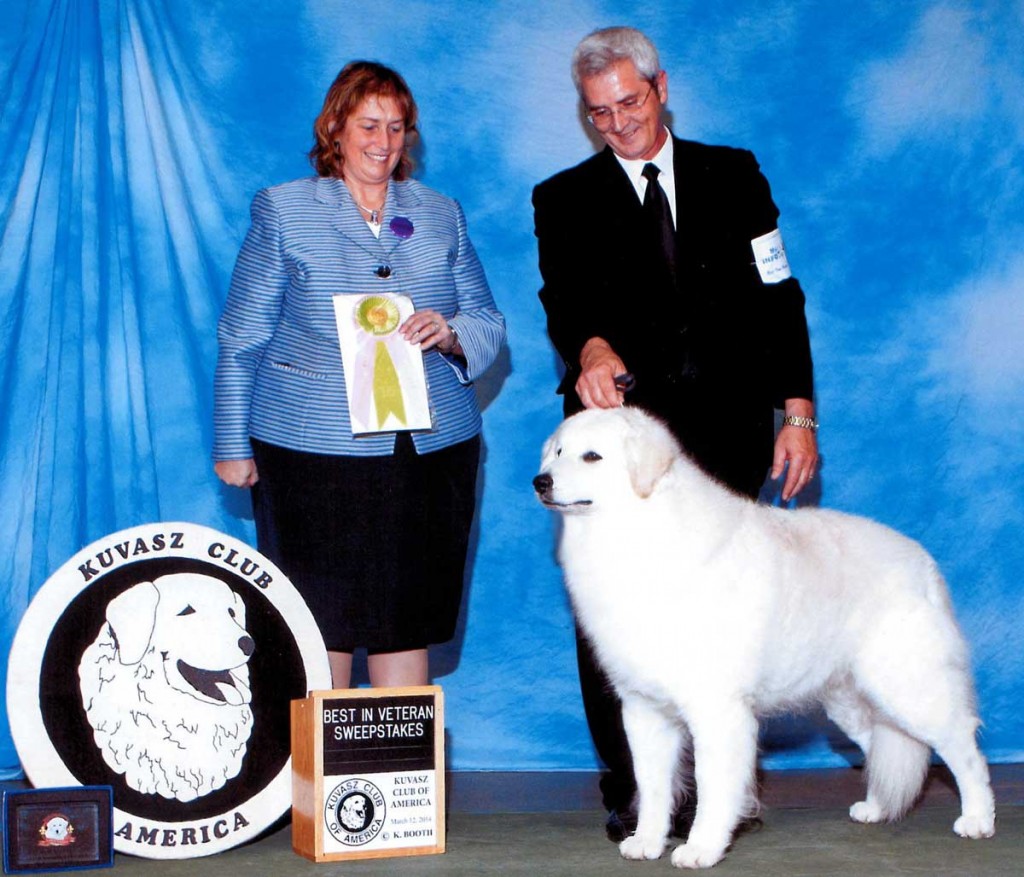 Best in Veterans Sweepstakes. 2014 KCA Specialty Show, (March 12, 2014) Shown here owner/handled by Tony Miller. 