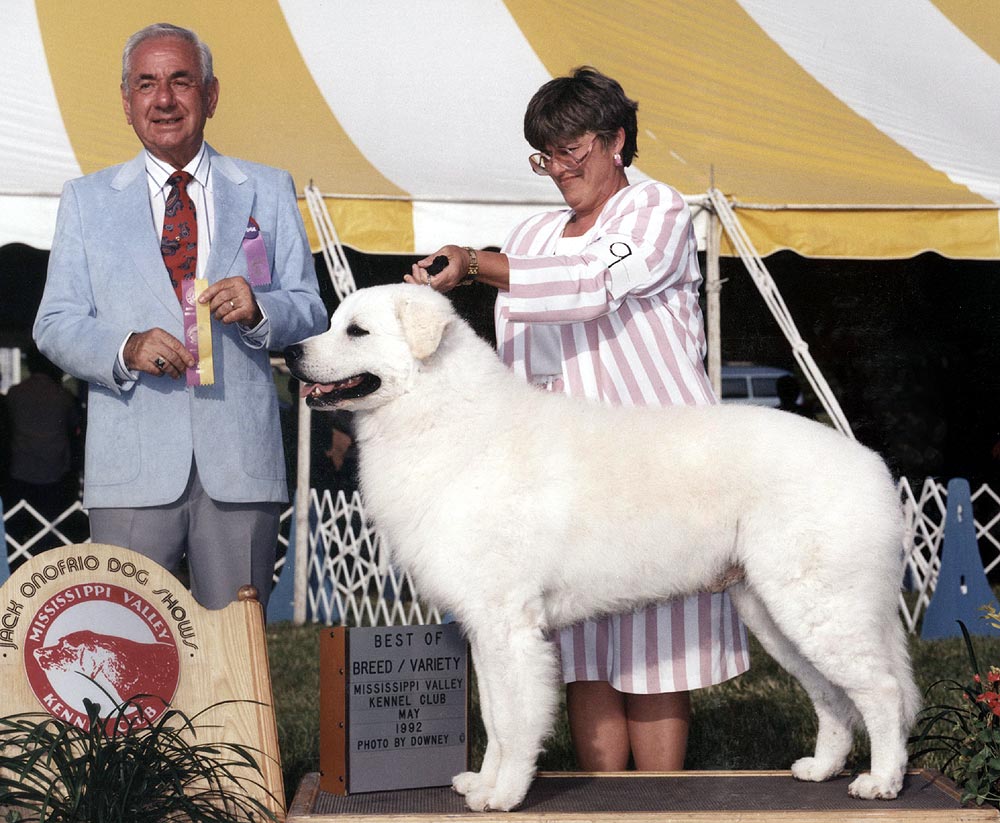 Dutch Best of Breed May 1992 (Photo by Downey)