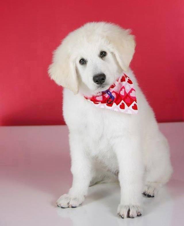 Faith, a Double Ring Kuvasz puppy