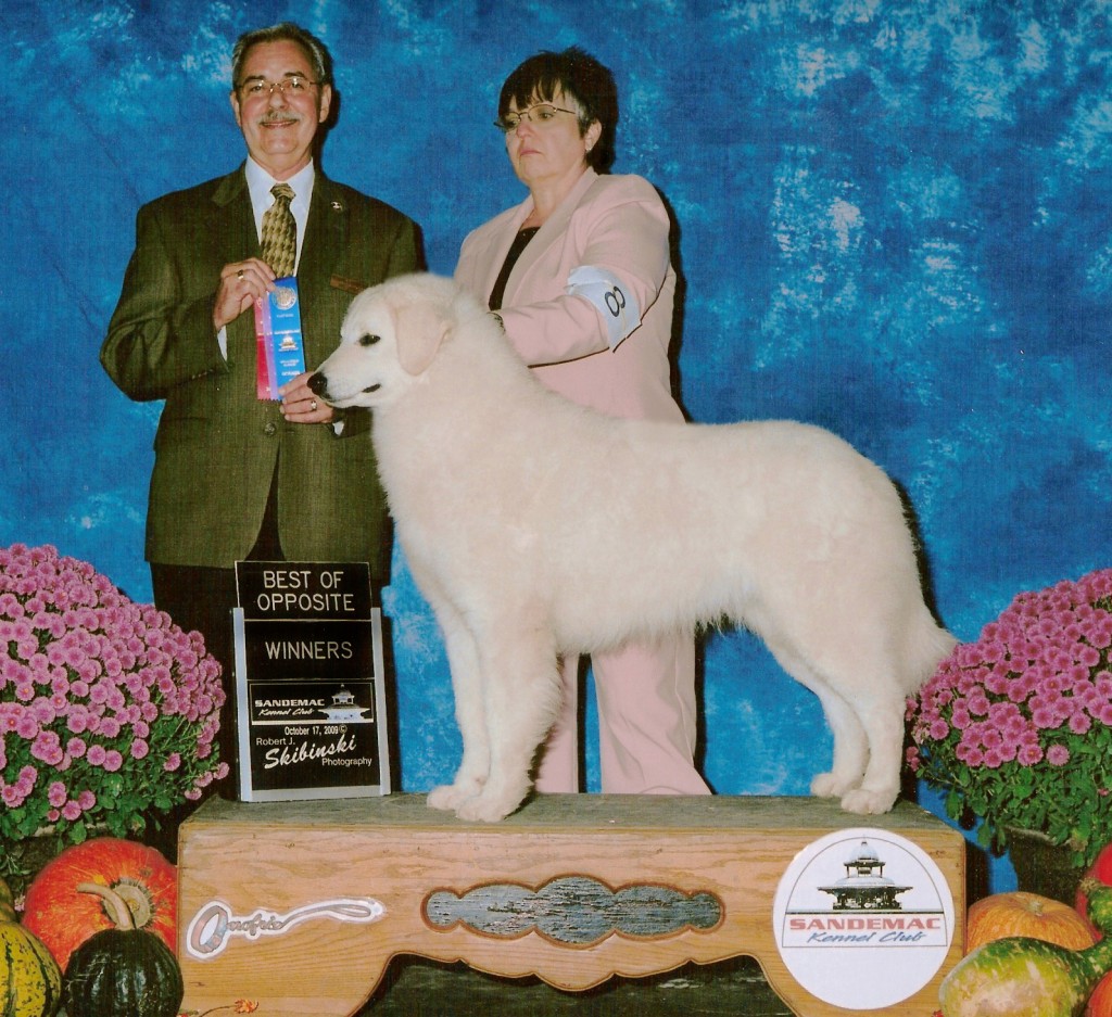 Gracie (above) going BOW at Sandemac Kennel Club. Oct 17, 2009 (Photo by Skibenski Photography)