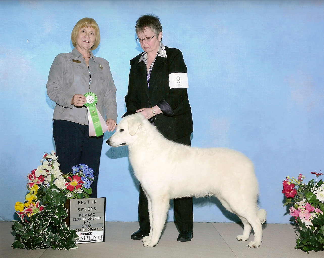 BEST IN SWEEPS.   Kuvasz Club of America Specialty Show, May 2013 (Photo by Downey