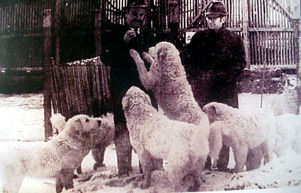 Kuvasz in Hungary; circa 1966