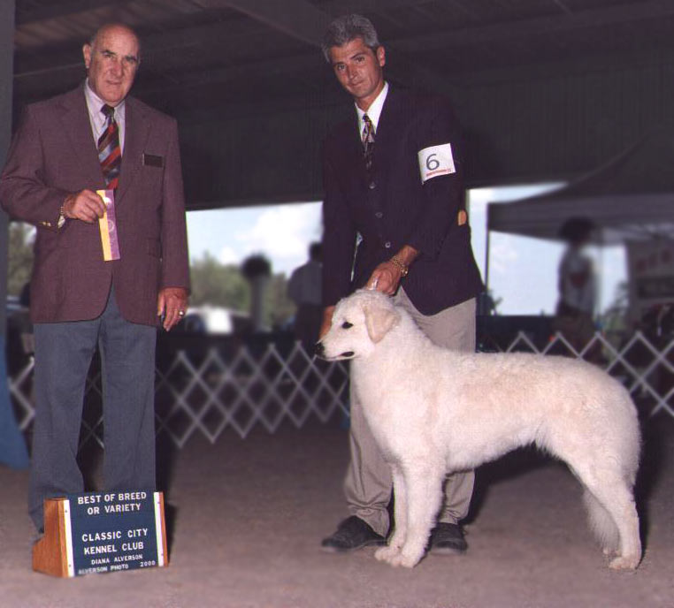 Mali taking Best of Breed - Classic City  K .C. 2001 (Owner handled by Tony Miller)