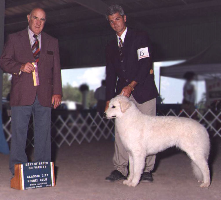 Mali taking Best of Breed - Classic City K .C. 2001 (Owner handled by Tony Miller)