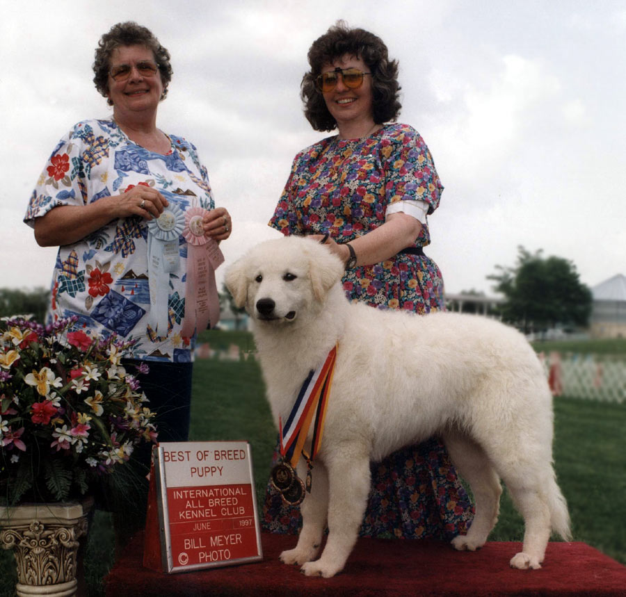 BEST OF BREED PUPPY - International All Breed K.C.- June 1997 (photo by Bill Meyer)