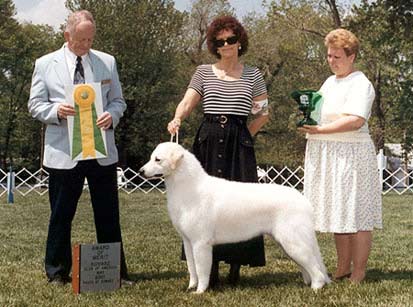 Morgan was honored with an AWARD OF MERIT by the KUVASZ CLUB of AMERICA (KCA) National Specialty Show in 2001!