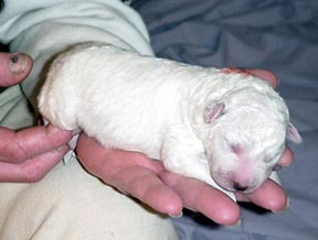 Newborn puppy