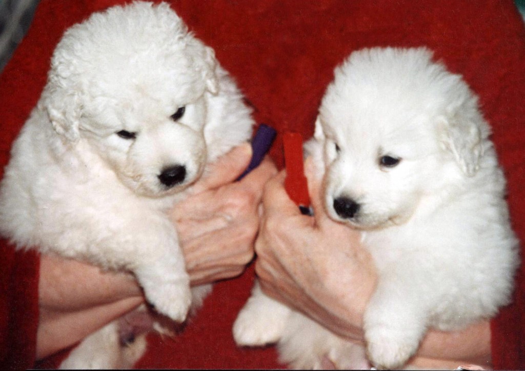 puppy-mac&walker-kisco-bo