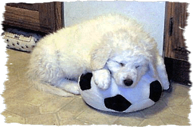 pupsoccer_gif