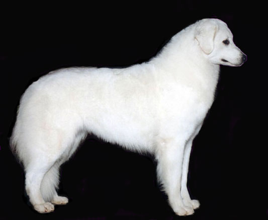 Double Ring Kuvasz - Home to Generations of Champions!