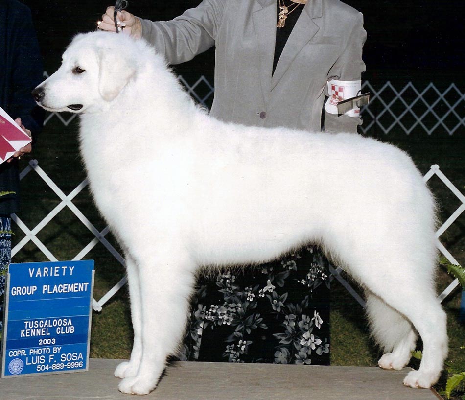 Sophie taking GROUP 2 at Tuscaloosa K.C. (2003)(Photo by Luis F. Sosa)