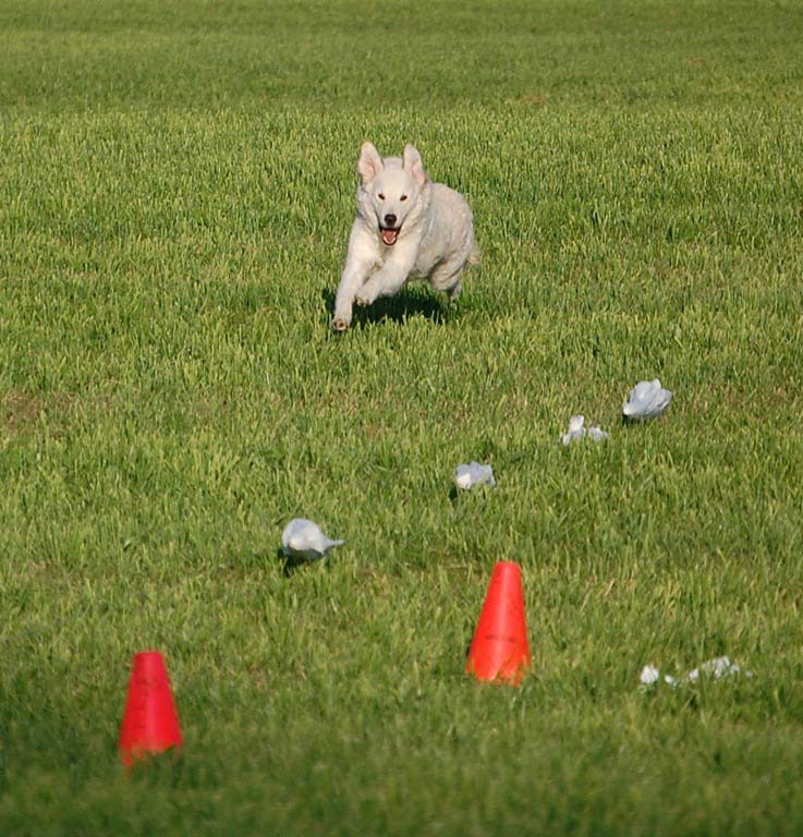 Terra makes history as the first Kuvasz to pass the AKC’s new Lure Coursing test