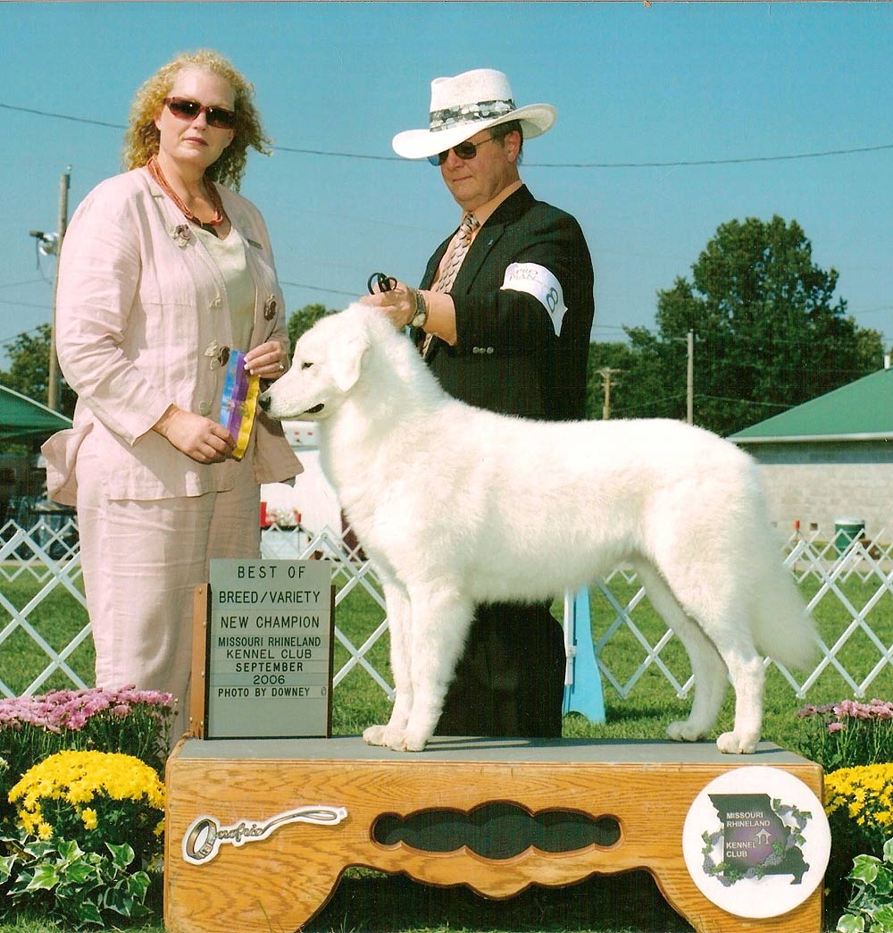 "Toni" taking Best of Breed and finishing her championship at the Missouri Rhineland K.C. show. Sep. 2006. Owner/Handled by Chuck Ringering.
