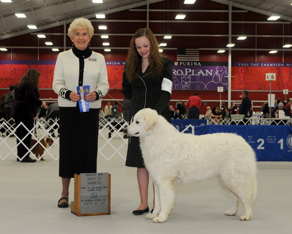 MAJOR - Best of Winners  May 2013 Spirit of the Heartland K.C. (Photo by Jay.) Handled  by Sierra Lyons. 