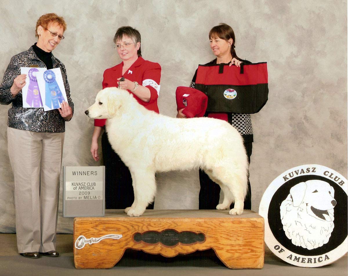 Lovely Ziba (shown above) going Winners Bitch at the 2009 Kuvasz Club of America Specialty show. (photo by Melia)