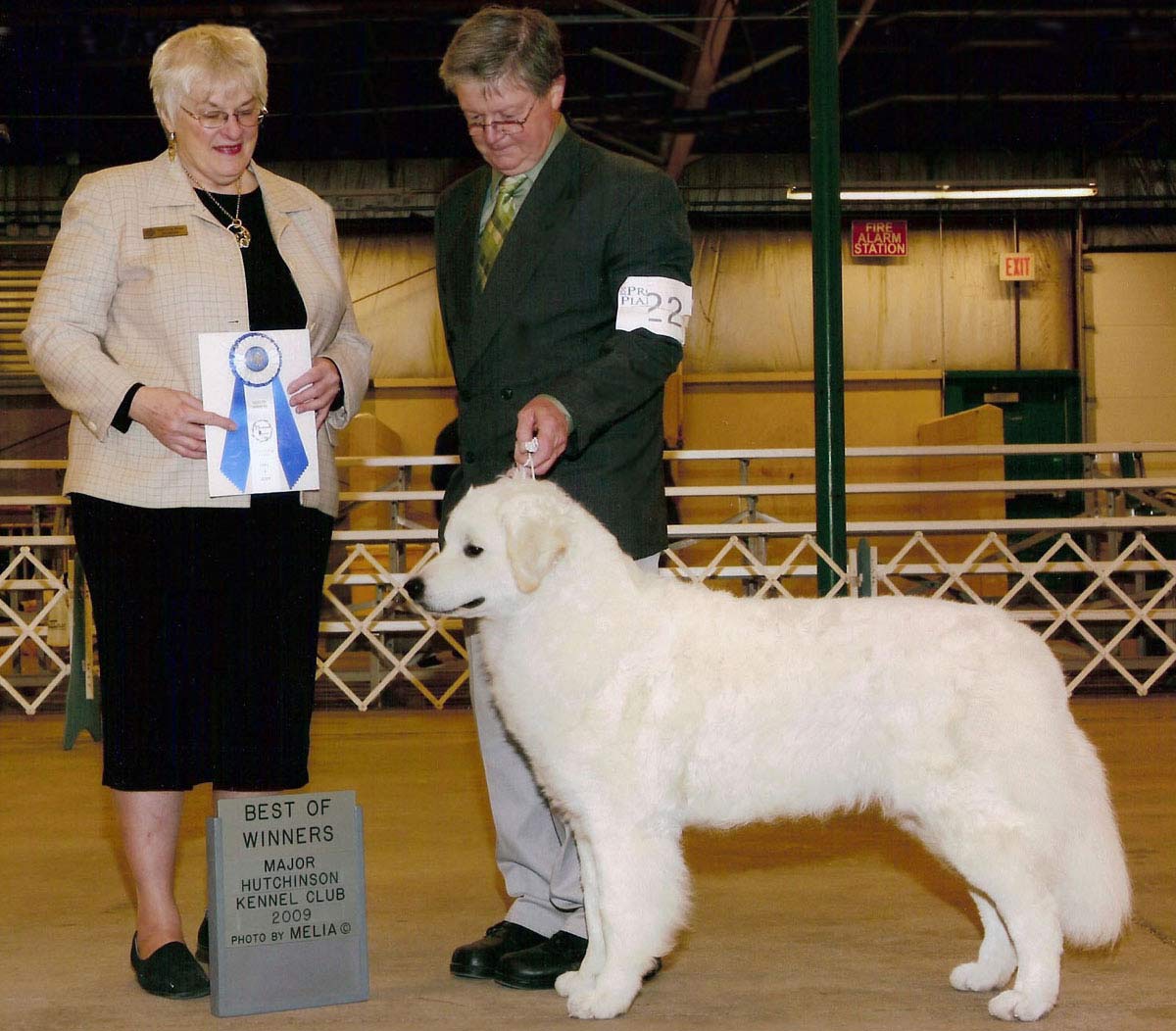 Best of Winners (Major) Hutchinson KC, 2009. Handled above by owner Chuck Ringering.