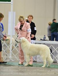 BUDAGYONGYE EMERALD VARAZSLO aka "Wizard." Owner/Handled by Kathy Ringering.