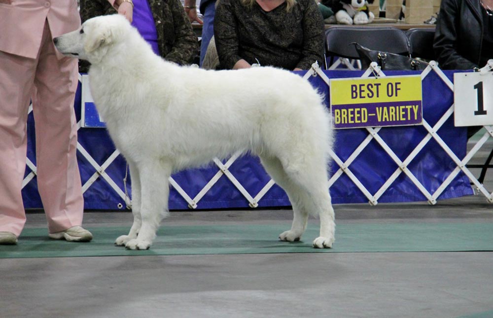 Wizard wins a MAJOR at the 2014 KCA Specialty Show in Louisville.