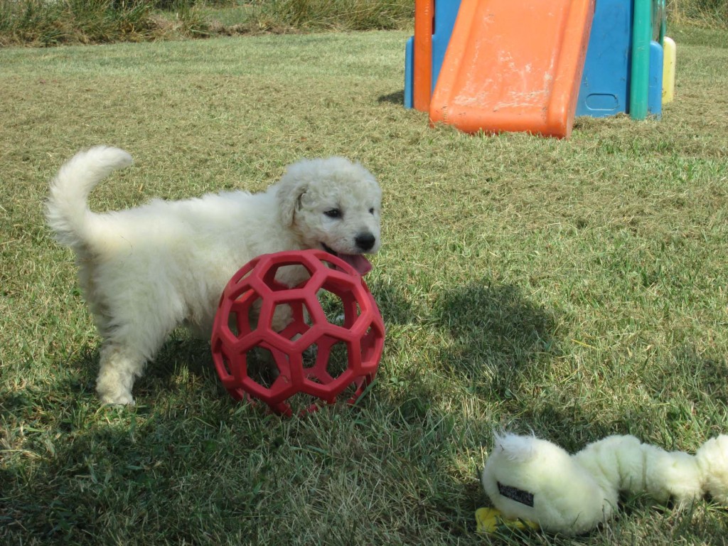 Twister puppies 5 wks e