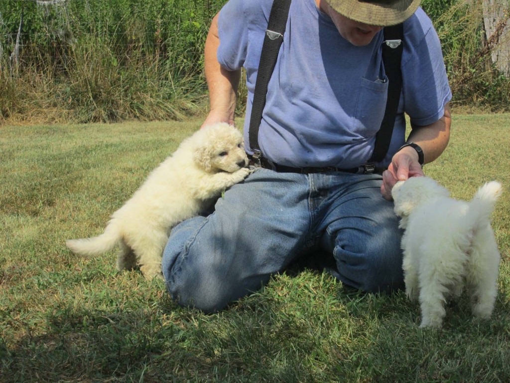 Twister puppies 5 wks f