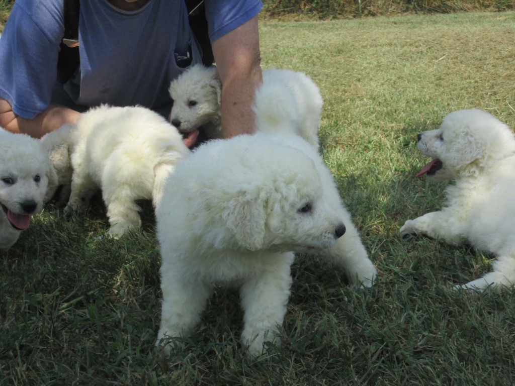 Twister puppies 5 wks g