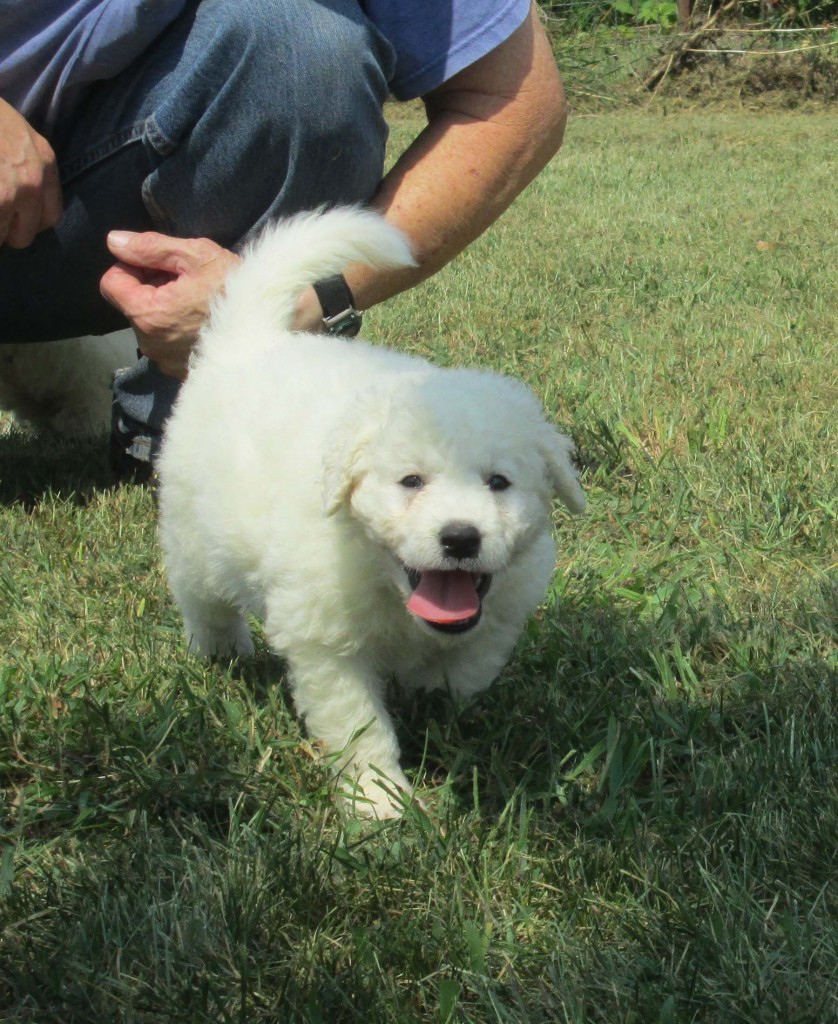 Twister puppies 5 wks h