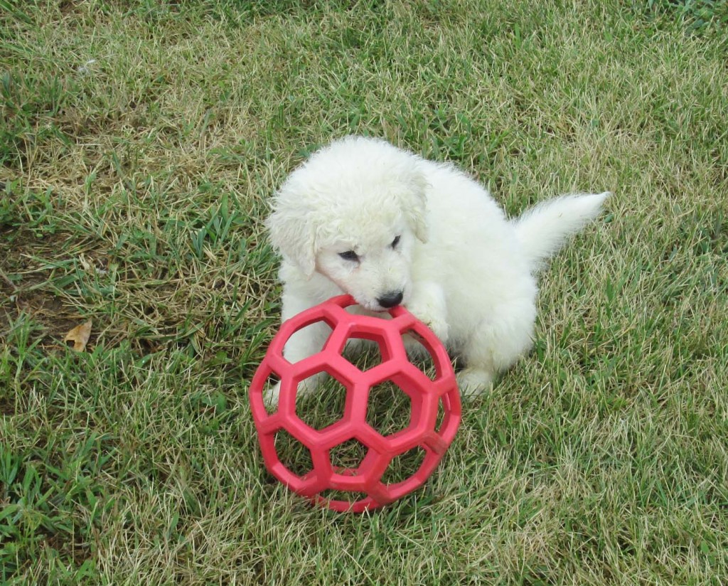 Twister puppies 5.5 wks b