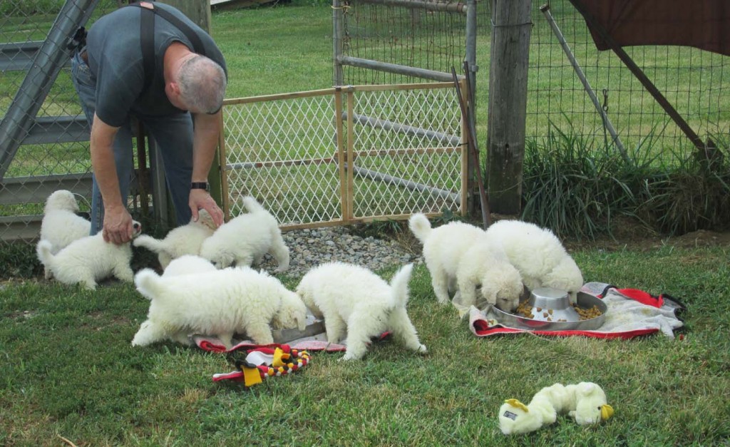 Twister puppies 5.5 wks f