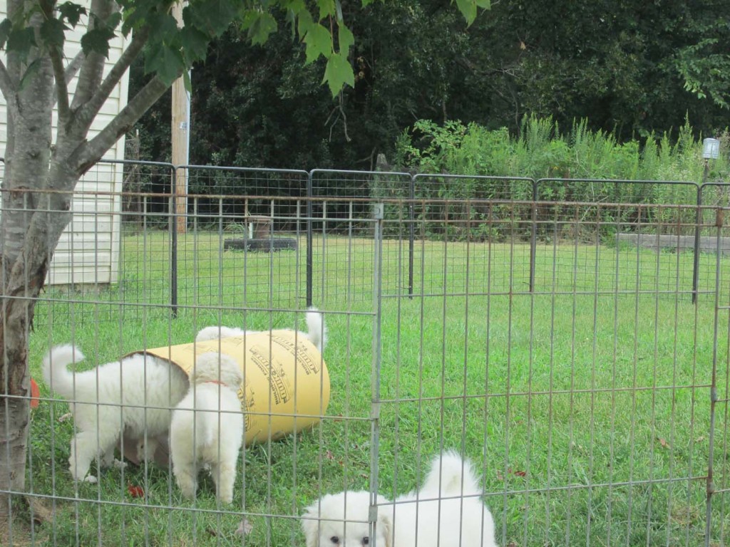 Twister puppies 6 wks b