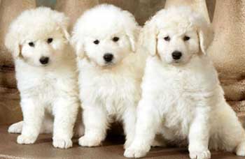 DOUBLE RING KUVASZ puppies